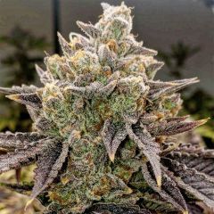 Ethos Genetics Bubble Gummy Automatic Hanfsamen Cannabisblüte