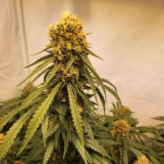 Ethos Genetics Candy Store RBX Feminisierte Hanfsamen Cannabisblüte