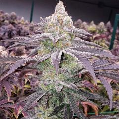 Ethos Genetics Colin OG RBX Feminisierte Hanfsamen Cannabisblüte