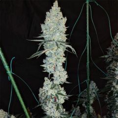 Lemon Cherry Pie R1 Feminisiert