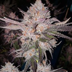 Ethos Genetics OG Kush Automatic Hanfsamen Cannabisblüte