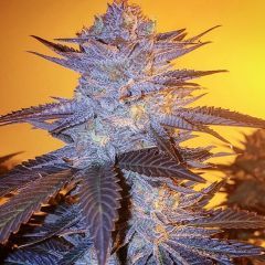 Ethos Genetics Orange Velvet Underground RBX Feminisierte Hanfsamen Cannabisblüte