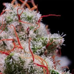Ethos Genetics Peach Crescendo RF3 Automatic Hanfsamen Cannabisblüte