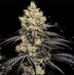 Ethos Genetics Pillows R1 Feminisierte Hanfsamen Cannabisblüte