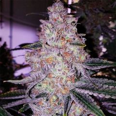 Ethos Genetics Planet of the Grapes RBX Feminisierte Hanfsamen Cannabisblüte