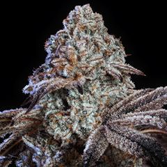Ethos Genetics Psy-Op R1 Feminisierte Hanfsamen Cannabisblüte