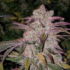 Purple Thai RBX1 Auto