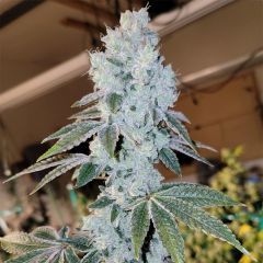 Ethos Genetics Voila Automatic Hanfsamen Cannabisblüte