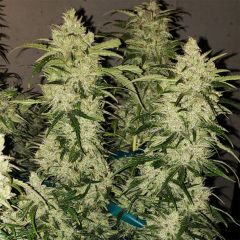 Ethos Genetics Zweet RBX2 Hanfsamen Cannabisblüte