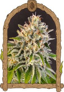 Exotic Seeds Feminisierte Hanfsamen Cannabisblüte