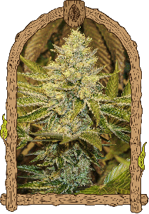 Exotic Seeds Exotic Animal Feminisierte Hanfsamen