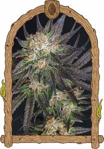 Exotic Seeds Georgia Cream Feminisierte Hanfsamen