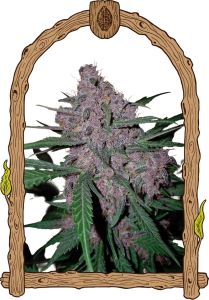 Exotic Seeds Penkiller Exclusive Feminisierte Hanfsamen Blüte