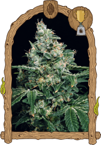 Exotic Seeds Sir Jack Feminisierte Hanfsamen