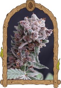 Tangie Smasher Auto