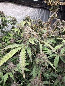 Fast Buds Biscotti Gelato Feminisierte Hanfsamen Blüte