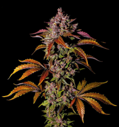 Blackberry Auto
