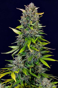 Blue Dream Auto