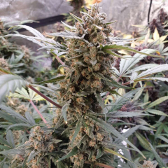 Original BubbleGum Auto