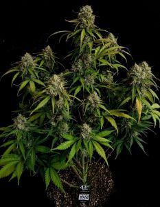 Original Chemdawg Auto