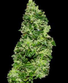 Original Critical Auto