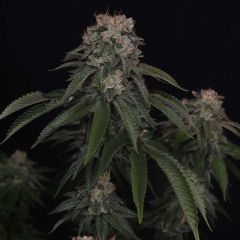 FastBuds GG#4 Feminisierte Hanfsamen Blüte