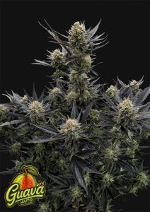 Frostbanger F4 Auto
