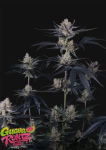420 FastBuds Guava Runtz Auto Automatic Hanfsamen