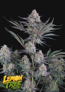 420 FastBuds Lemon Tree Automatic Hanfsamen