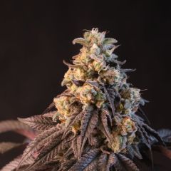 FastBuds Papayaton Feminisierte Hanfsamen Blüte