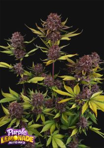 Purple Lemonade RF3 Auto