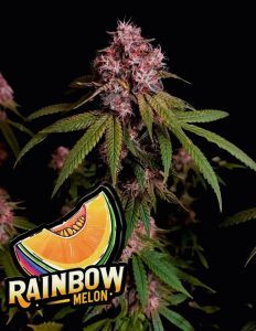Rainbow Melon Feminisiert