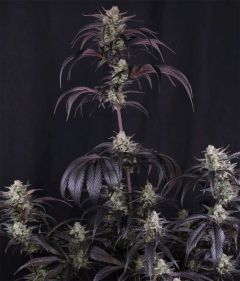 420 FastBuds Strawberry Gorilla RF3 Automatic Hanfsamen