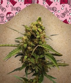 Female Seeds Bubble Automatic Hanfsamen