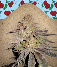 Cherry Pie Feminisiert