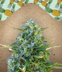 Critical Sour Feminisiert