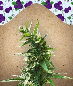 Female Seeds Dream Berry Feminisierte Hanfsamen