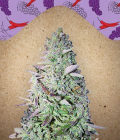 Female Seed White Purple Maroc Feminisierte Hanfsamen