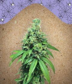 Female Seed White Widow x Big Bud Feminisierte Hanfsamen