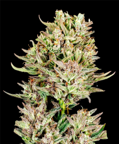 Atlas Seeds Garlic Jam Auto Automatic Hanfsamen