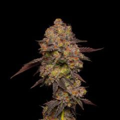 Barneys Farm Girl Scout Cookies Feminisierte Hanfsamen