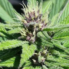 Grand Daddy Genetics Bay Thunderbolt Reguläre Hanfsamen Blüte