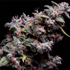 Green Bodhi Hazy Kush S1 Feminisierte Hanfsamen