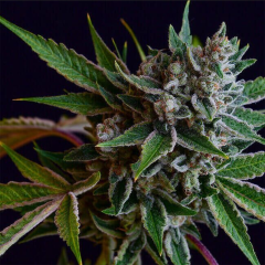 Green Bodhi Sour Affie Feminisierte Hanfsamen