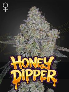 Green House Seeds Honey Dipper Feminisierte Cannabissamen