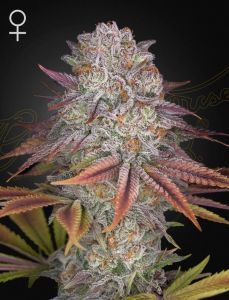 Greenhouse Seeds Pulp Friction feminisierte Hanfsamen