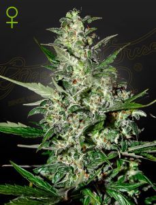 Greenhouse Seeds Super Critical automatic Hanfsamen