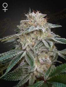 Super Lemon Haze x GMO Feminisiert