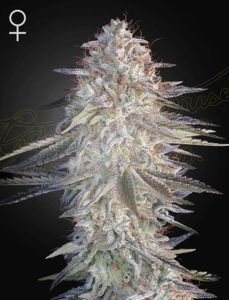 Greenhouse Seeds Super Lemon Haze x Pink Candy Feminisierte Hanfsamen Blüte