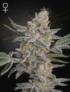 Super Lemon Haze x RS11 Feminisiert